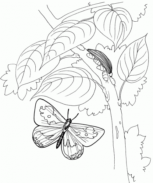 Butterfly Is Flying To The Tree coloring page image