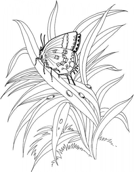 Butterfly Is Standing On The Plant coloring page image