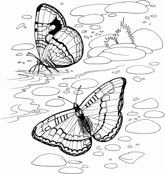 Butterfly On A River coloring page image