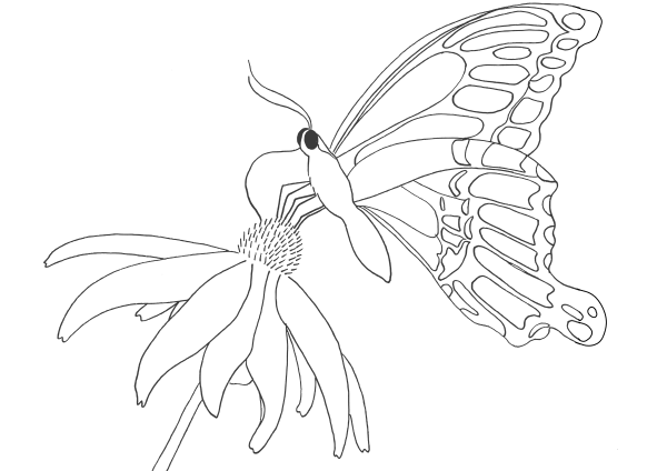Butterfly on Daisy coloring page image