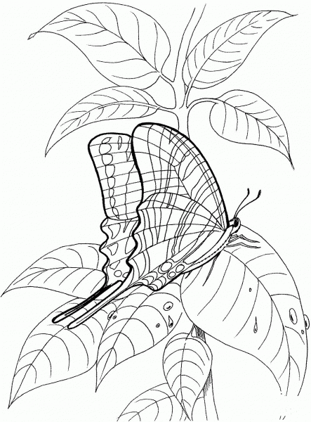 Butterfly Stand On The Leave coloring page image