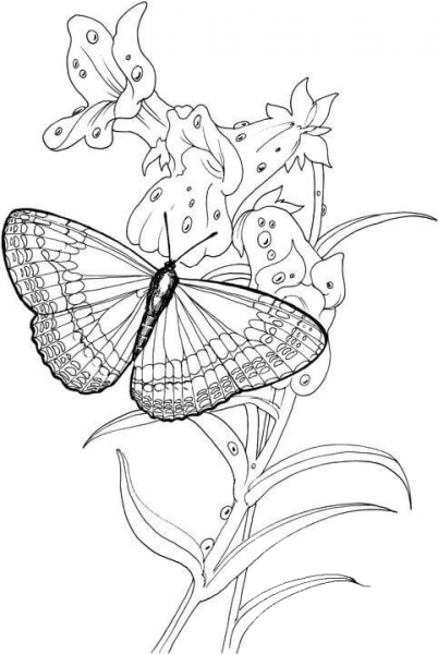 Butterfly Stands On A Plant coloring page image