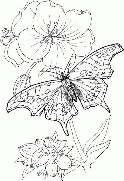 Butterfly Stands On A Plant coloring page image