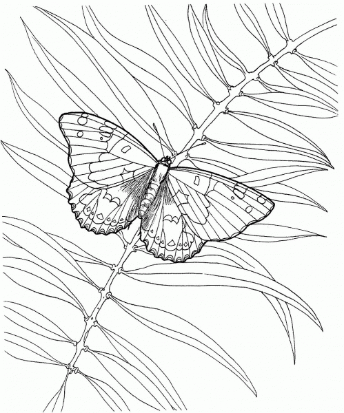 Butterfly With A Plant coloring page image