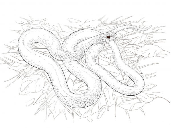 Buttermilk Racer Snake coloring page image