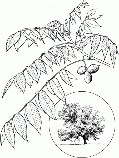 Butternut or White Walnut coloring page image