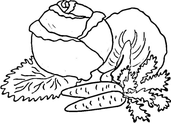 Cabbage and Carrots  coloring page image