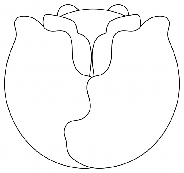 Cabbage coloring page image