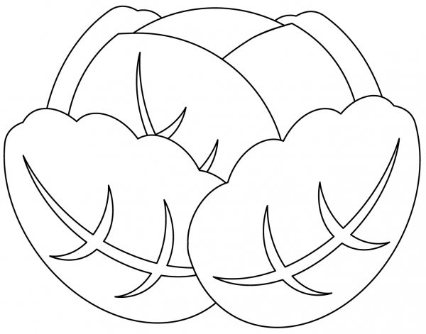 Cabbage coloring page image