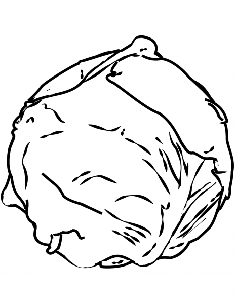 Cabbage coloring page image
