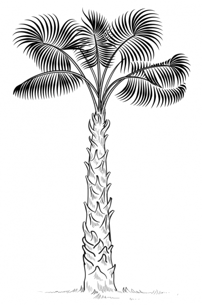 Cabbage Palm Tree coloring page image
