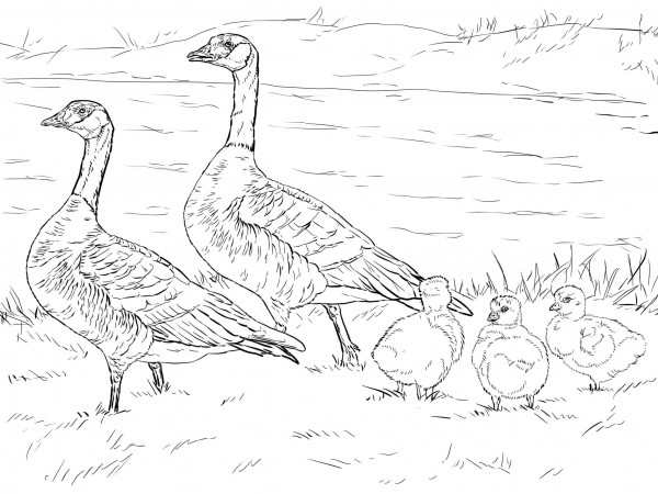 Cackling Goose Family coloring page image