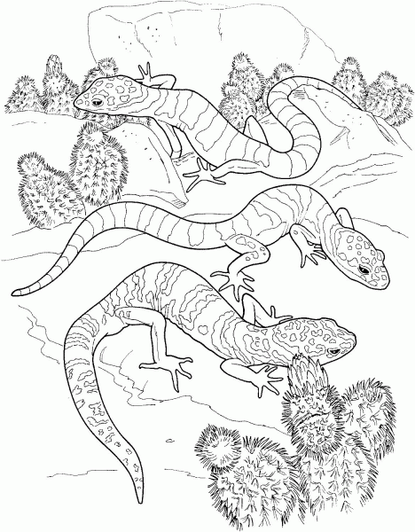 Cactus And Lizard coloring page image