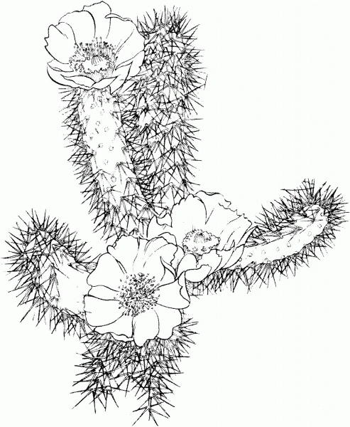 Cactus bloom coloring page image