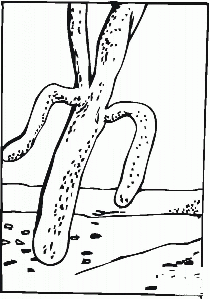 Cactus coloring page image