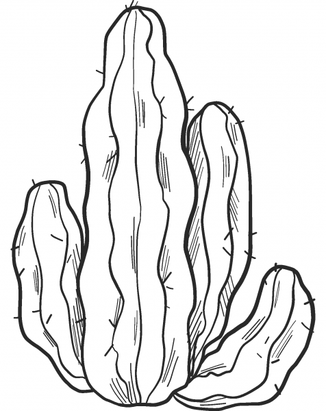 Cactus coloring page image