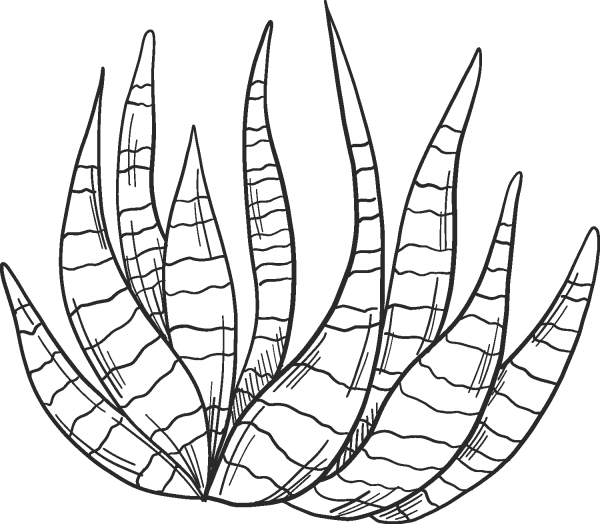 Cactus coloring page image