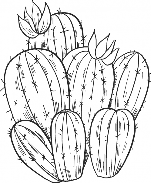 Cactus coloring page image