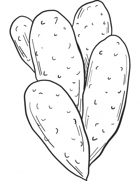 Cactus coloring page image