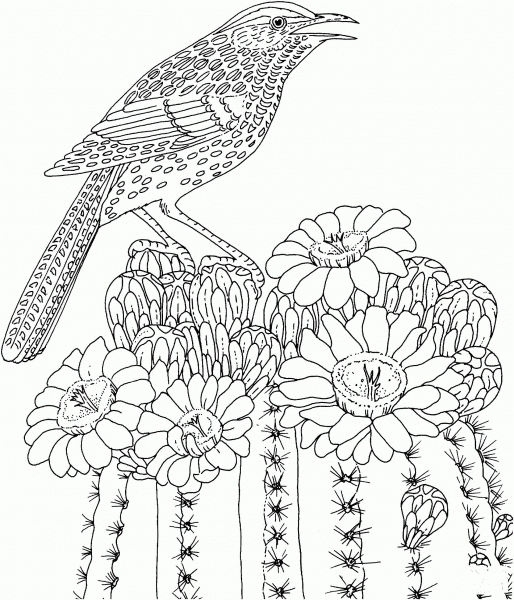 Cactus Wren and Saguaro blossom Arizona state bird and flower coloring page image