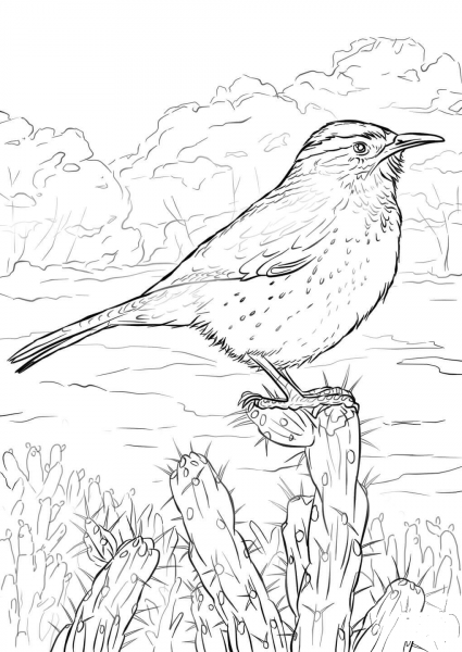 Cactus Wren coloring page image