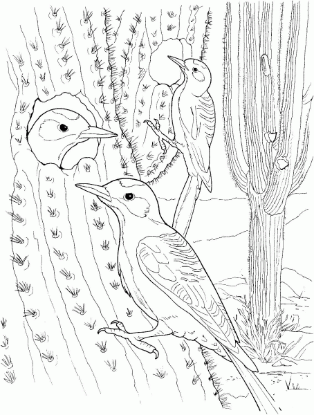 Cactus Wren Nest in Saguaro coloring page image
