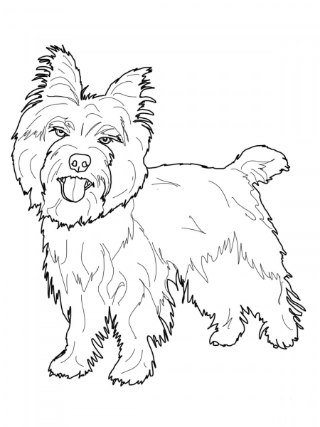 Cairn Terrier coloring page image
