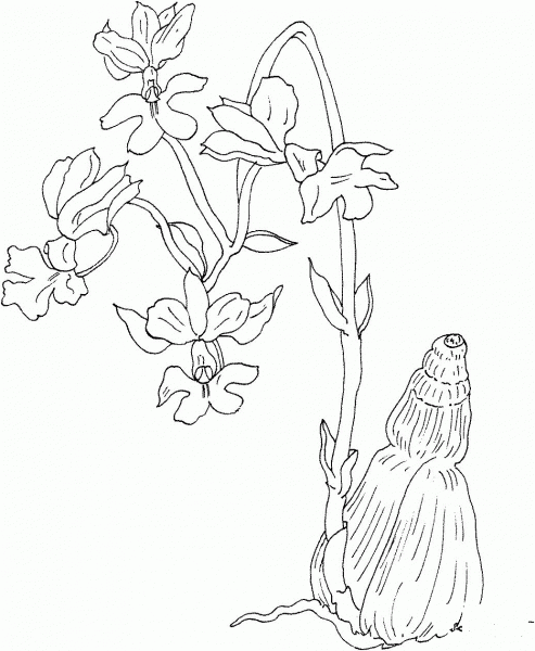 Calanthe Vestita Var Regnieri Orchid coloring page image