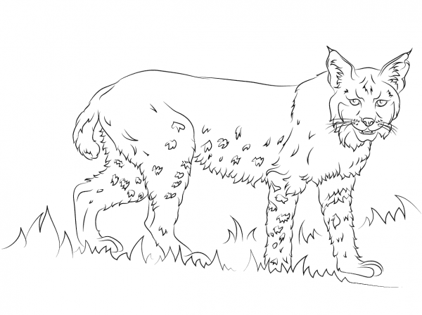 California Bobcat coloring page image