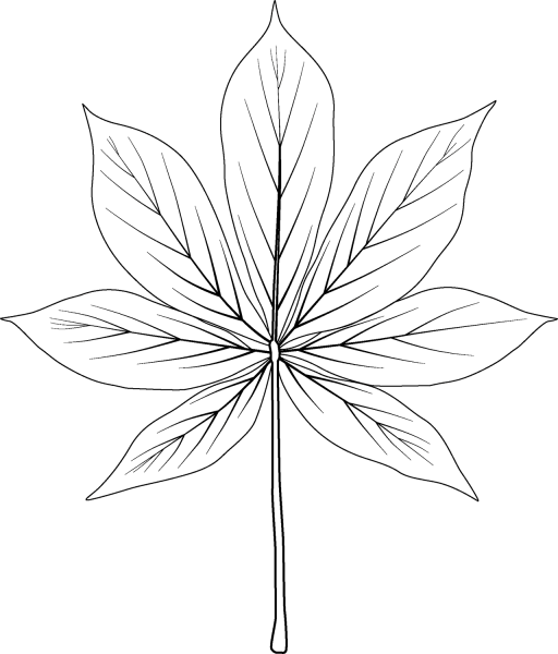California Buckeye Leaf coloring page image