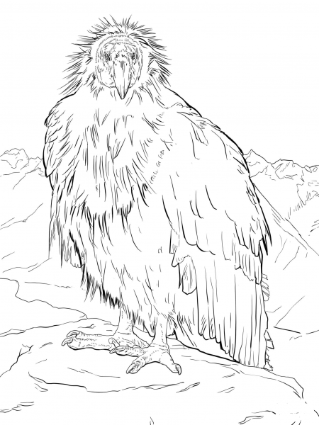 California Condor Takes a Break at the Grand Canyon coloring page image