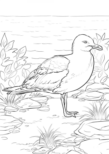 California Gull coloring page image