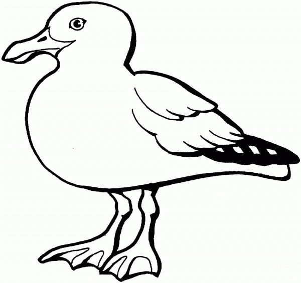 California gull coloring page image