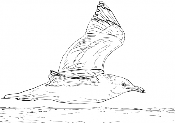 California Gull in Flight coloring page image