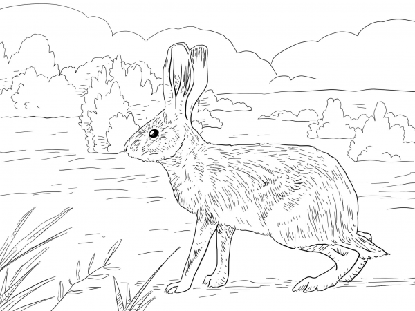 California Jack Rabbit coloring page image