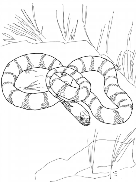 California King Snake coloring page image