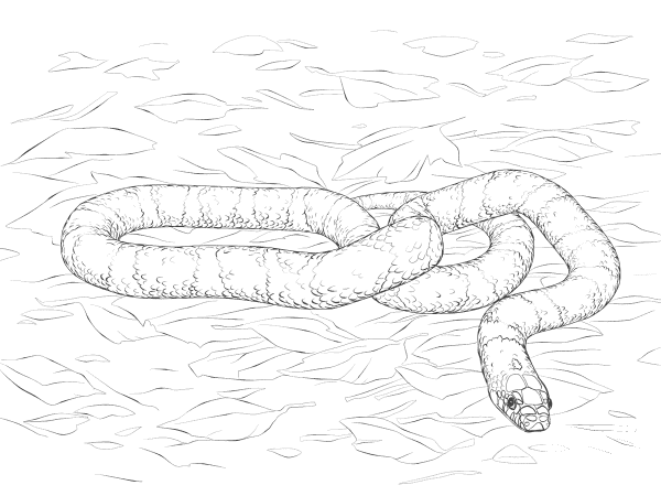 California Kingsnake coloring page image