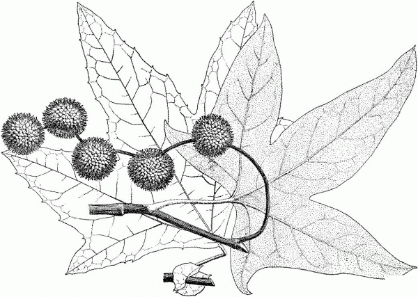 California or Western Sycamore Leaves coloring page image