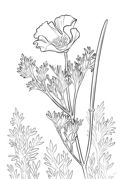 California Poppy coloring page image