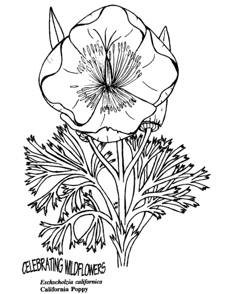 California Poppy coloring page image