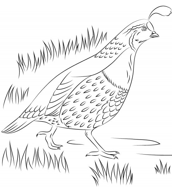 California Quail coloring page image