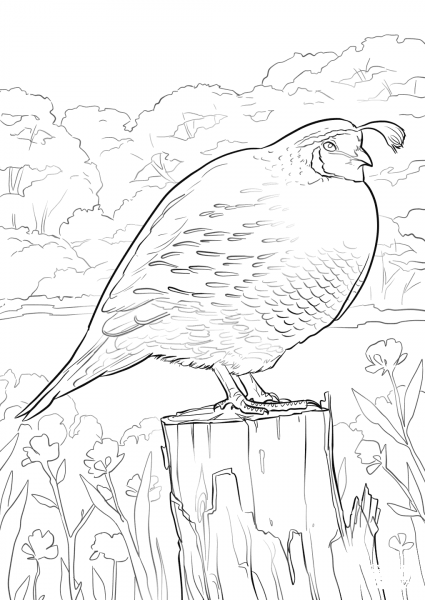 California Quail coloring page image