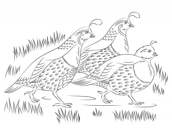 California Quails coloring page image