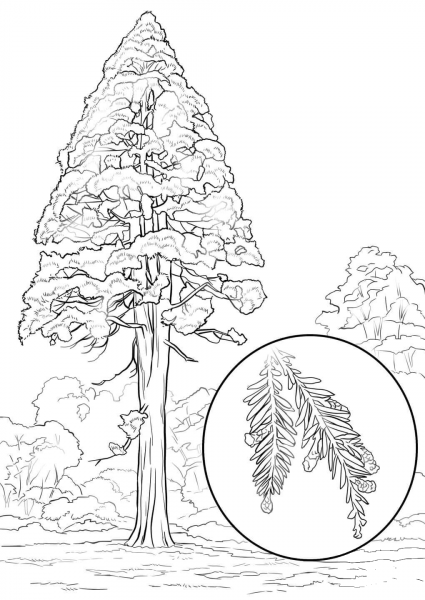 California Redwood (Sequoia Sempervirens) coloring page image