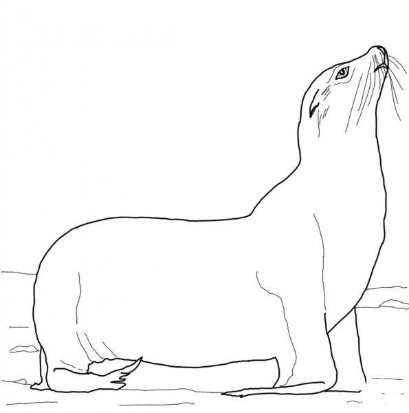 California Sea Lion on a Beach coloring page image