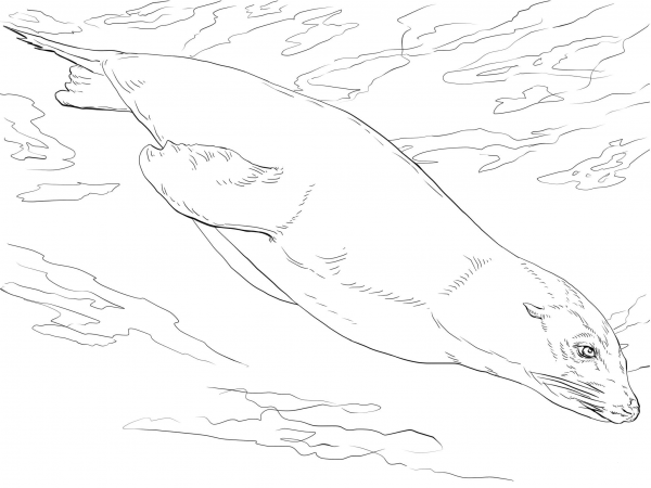 California Sea Lion Swimming coloring page image