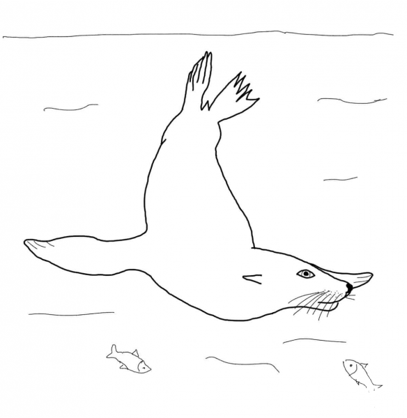 California Sea Lion Swimming Underwater coloring page image