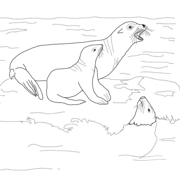 California Sea Lion with Its Baby coloring page image