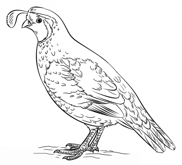 California Valley Quail coloring page image
