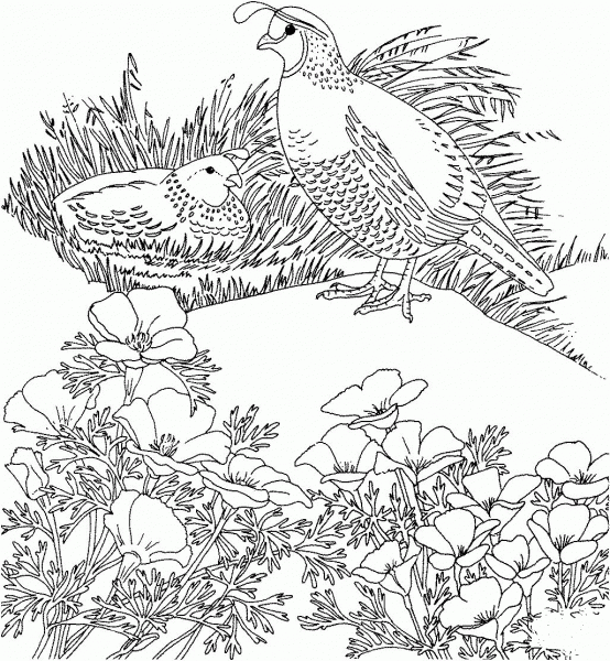 California Valley Quails and Poppy Flower coloring page image